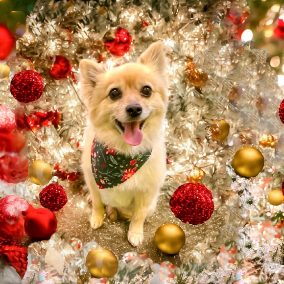 Meet Your Posher, Robin! - Picture 13 of 16